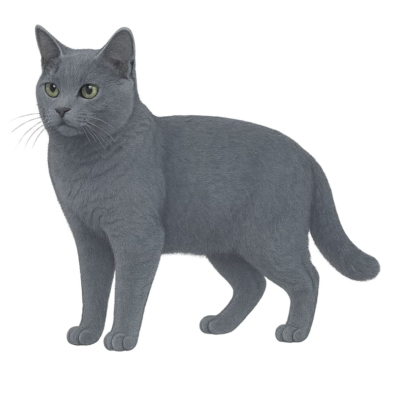 Chartreux