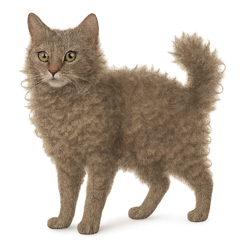 LaPerm