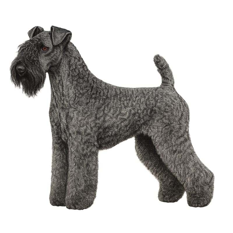 Terrier Kerry Blue