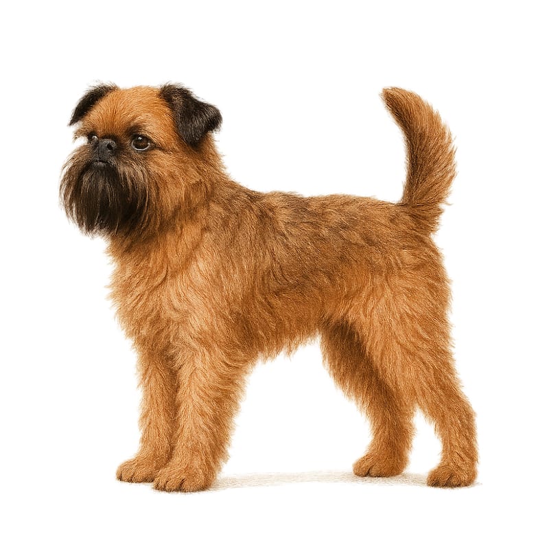 Griffon Bruxellois