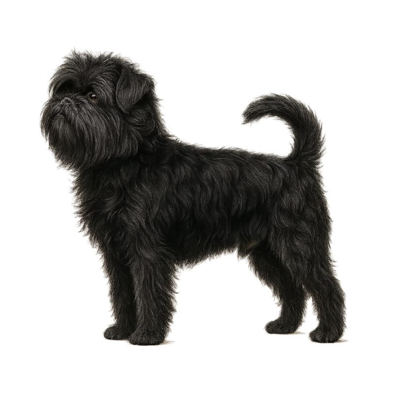 Affenpinscher