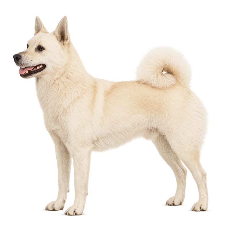 Buhund Norvegien