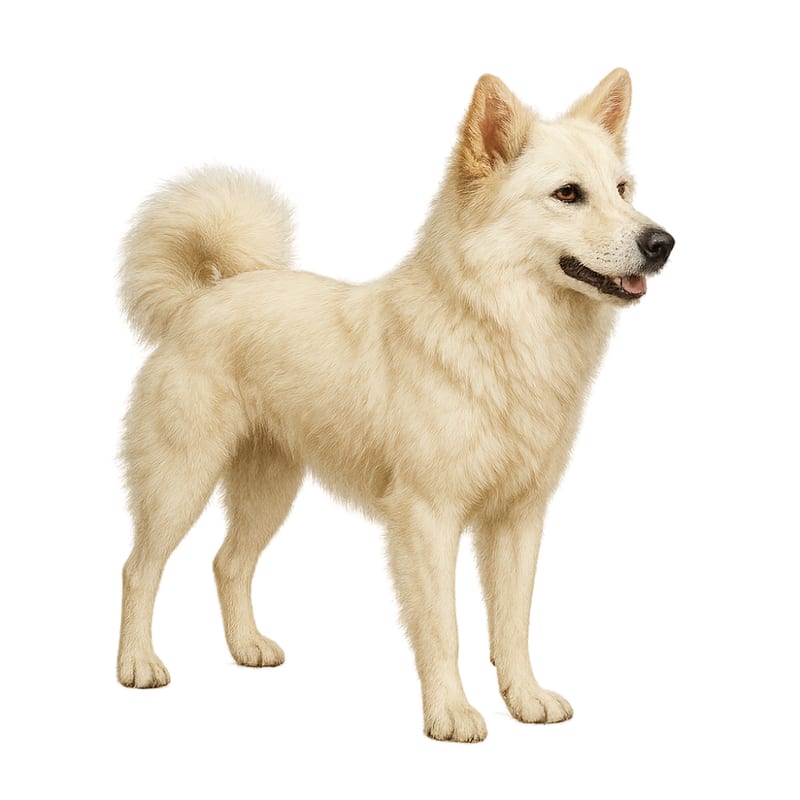 Chien de Bali Kintamani
